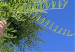 Sophora hojas.JPG