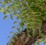Sophora detalle.JPG