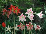 Bb-Hippeastrum group.JPG