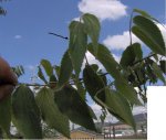 Celtis australis.JPG