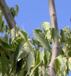 Celtis australis tronco.JPG