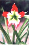 Hippeastrum mandonii.jpg