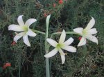 Hippeastrum parodii.JPG