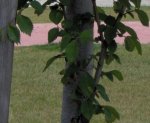 Ulmus tronco.JPG