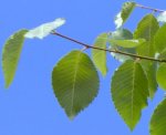 Ulmus envés.JPG