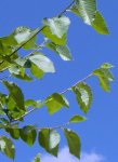 Ulmus.JPG