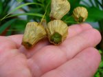 semillas sandersonia mai07.JPG