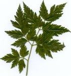 arbol(1).jpg