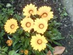 Gazania amarilla.jpg