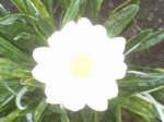 Gazania Blanca.jpg