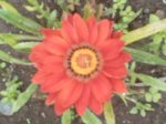 Gazania roja.jpg