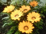 Gazania.jpg