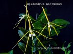 epidendrum nocturnum2.jpg