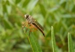 mouche.jpg