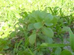 DSC00195.JPG