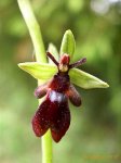 ophrys insectifera bluete orquidea mosca.jpg