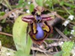 bee orchid2.jpg