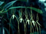 brassia caudata.jpg