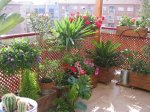 Mi Terraza Junio 2007 002_Foro.JPG