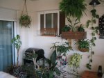 Mi Terraza Junio 2007 006_Foro.JPG
