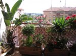 Mi Terraza Junio 2007 007_Foro.JPG