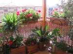 Mi Terraza Junio 2007 008_Foro.JPG