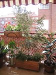 Mi Terraza Junio 2007 009_Foro.JPG