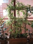 Mi Terraza Junio 2007 010_Foro.JPG