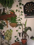 Mi Terraza Junio 2007 015_Foro.JPG