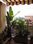 Mi Terraza Junio 2007 018_Foro.JPG