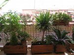 Mi Terraza Junio 2007 019_Foro.JPG