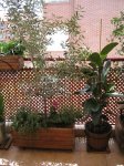 Mi Terraza Junio 2007 021_Foro.JPG