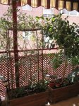 Mi Terraza Junio 2007 022_Foro.JPG