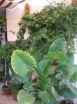 Mi Terraza Junio 2007 030_Foro.JPG