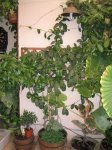 Mi Terraza Junio 2007 031_Foro.JPG