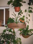 Mi Terraza Junio 2007 036_Foro.JPG