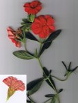 planta.JPG