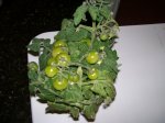 tomatera enana.jpg