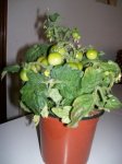 tomatera enana1.jpg