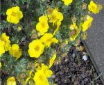 Potentilla.jpg