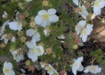 Potentilla blanca.JPG