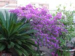 DSC00356.jpg