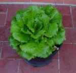 lechuga1.jpg