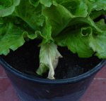 lechuga2.jpg