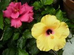 Hibiscos abiertos.jpg