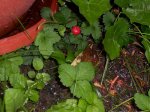 100_1686.jpg