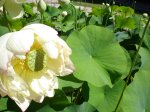 DSC01480.jpg