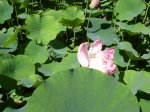 DSC01482.jpg