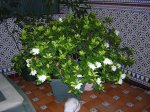 VIAJEAMADRID008.jpg