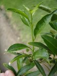 DSC03365.jpg